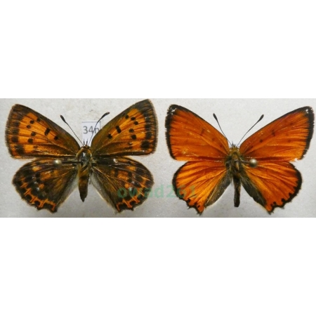 Lycaena virgaureae (Linnaeus, 1758) pair Czerwończyk dukacik Poland34n